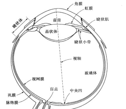 用游戏带你过视网膜成像通关技巧（以人体工厂视网膜成像为例，15个段落教你轻松拿下）